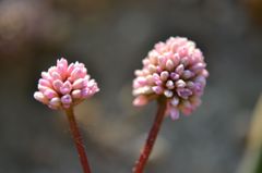 DSC_1530_003