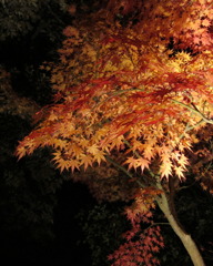 momiji