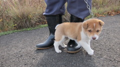 かわいいやつめ