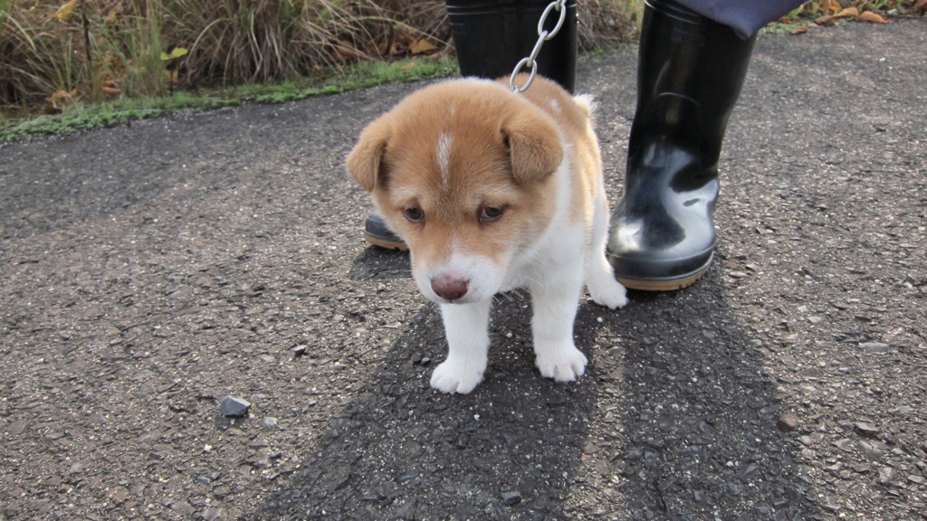 こいぬ