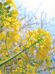 眩い春