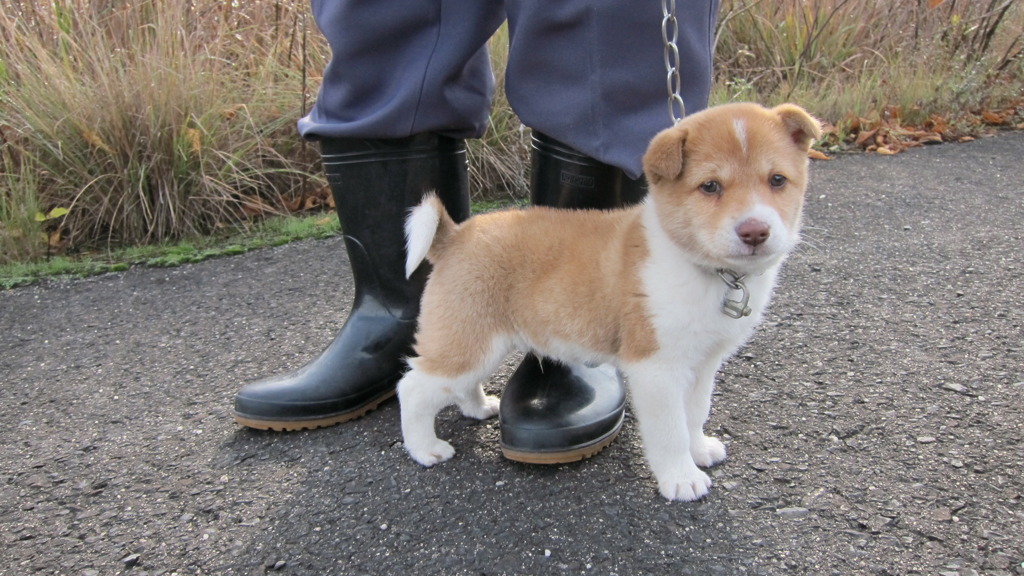 こいぬ