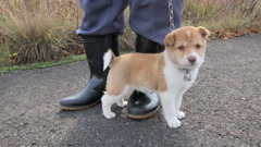 こいぬ