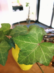 いつもそこにある緑