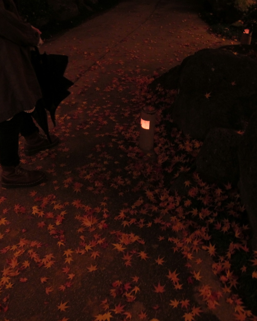 ochiba 2