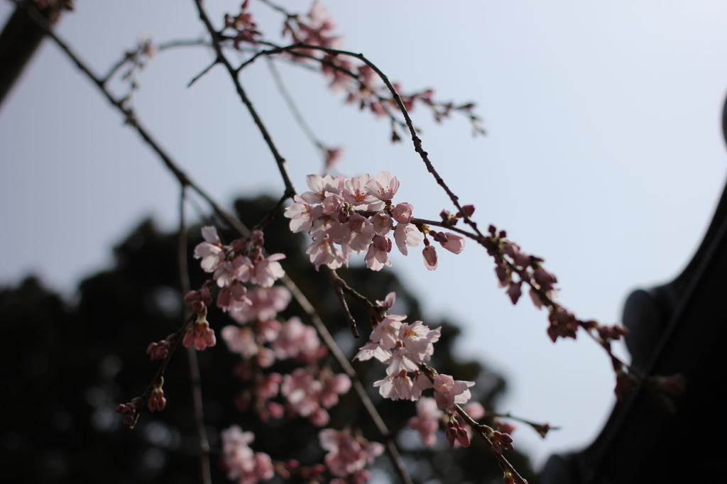 枝垂れ桜　千手院