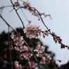 枝垂れ桜　千手院