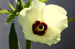 朝、オクラの花