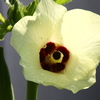 朝、オクラの花