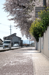 桜の道