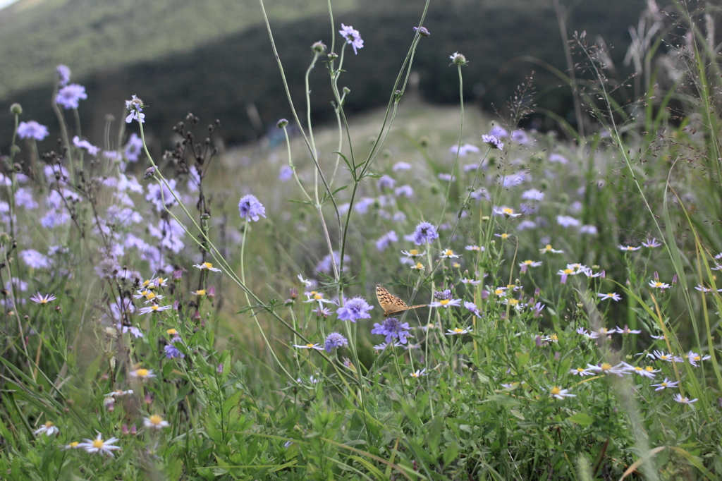 In the middle of the flowers