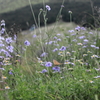 In the middle of the flowers
