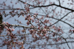 空に桜。