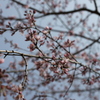 空に桜。