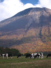 モーと鳴けば、大山。