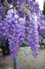 紫と花