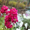 USJの花壇