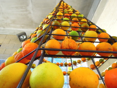 柑橘タワー