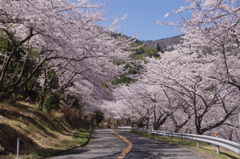 桜道