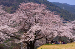 桜の木の下で