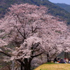 桜の木の下で