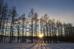 夕陽と防風林