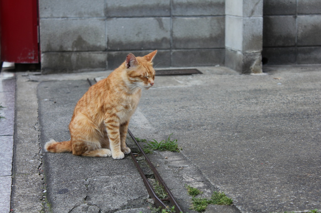 カメラ嫌いな猫【長崎／中華街】