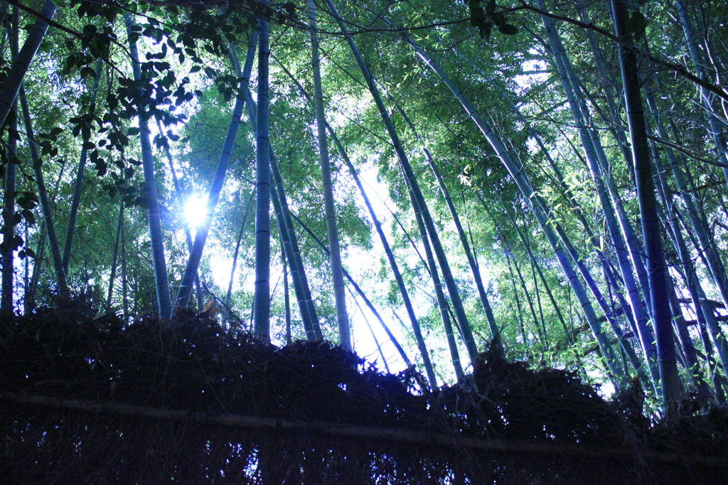 京都_嵐山1