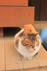 カピバラさんと猫【映画村編3】