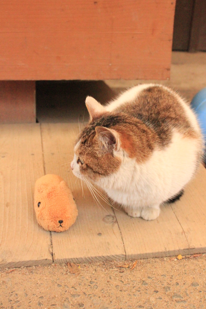 カピバラさんと猫【映画村編2】