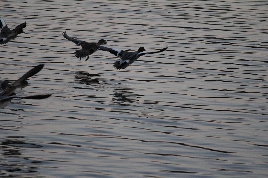 ｆｌｙ.
