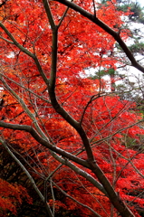 六甲山森林植物園