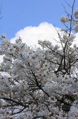 桜かな？