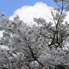 桜かな？