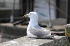 丹後半島放浪記その３