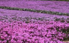 芝桜