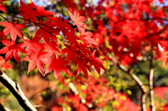 箕面公園