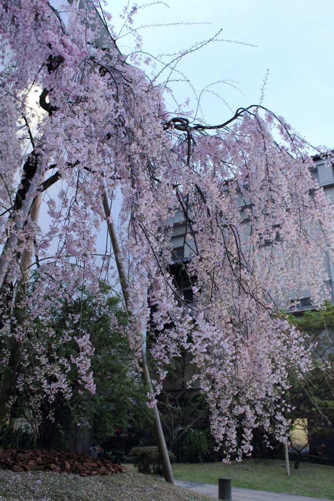酒蔵の桜。