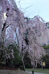 酒蔵の桜。