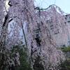 酒蔵の桜。