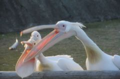伊豆のペリカン便