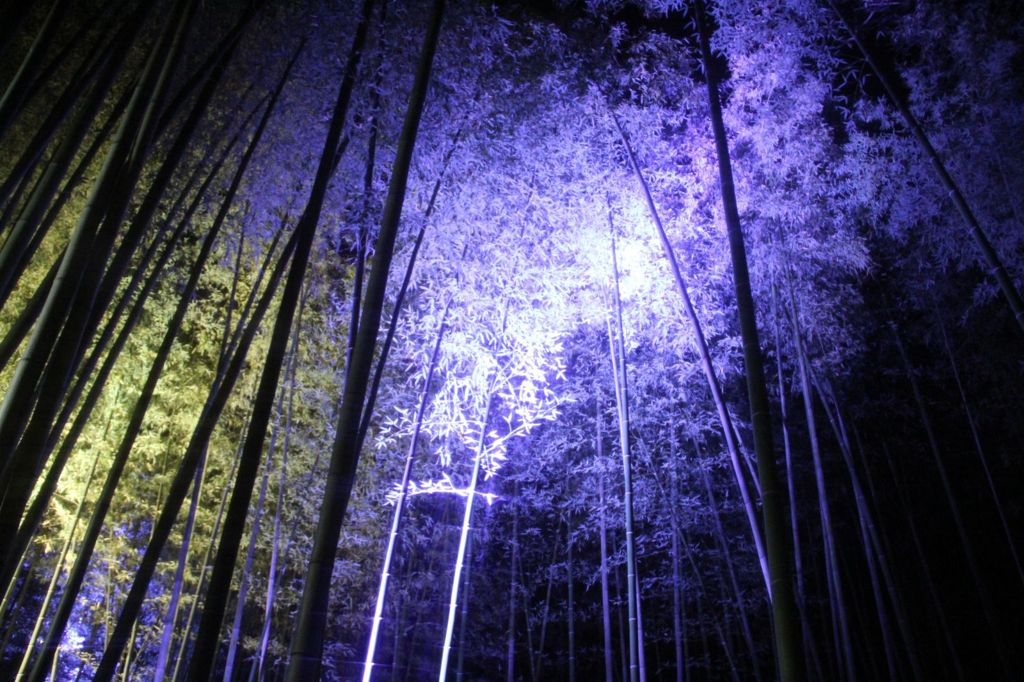 嵐山花灯篭の竹林