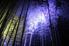 嵐山花灯篭の竹林