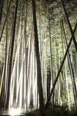 嵐山花灯篭の竹林