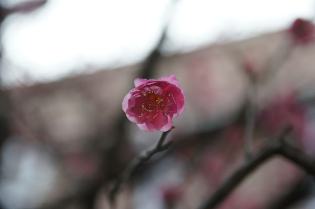 春の幽霊