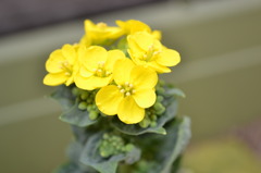 ミニ白菜の花