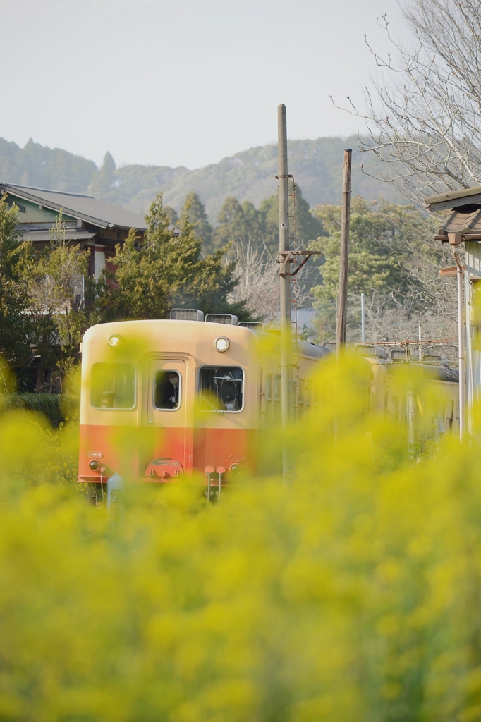 春を呼ぶ、汽笛。