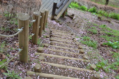 桜の遊歩道