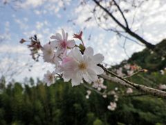 冬桜