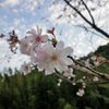 冬桜